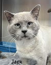 Jack 2: FIV+