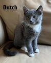 Dutch
