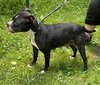 Roxy