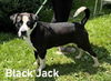 Black Jack