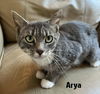Arya
