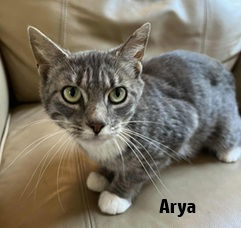 Arya