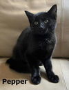 Pepper
