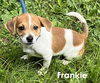 Frankie