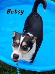 adoptable Dog in Elkins, WV named Betsy
