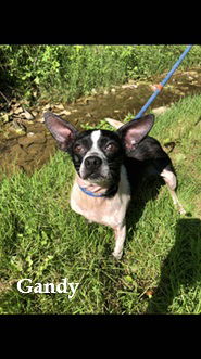 adoptable Dog in Elkins, WV named Gandy