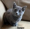Juniper