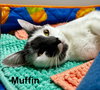 Muffin