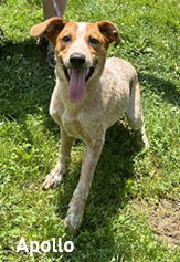 adoptable Dog in Elkins, WV named Apollo