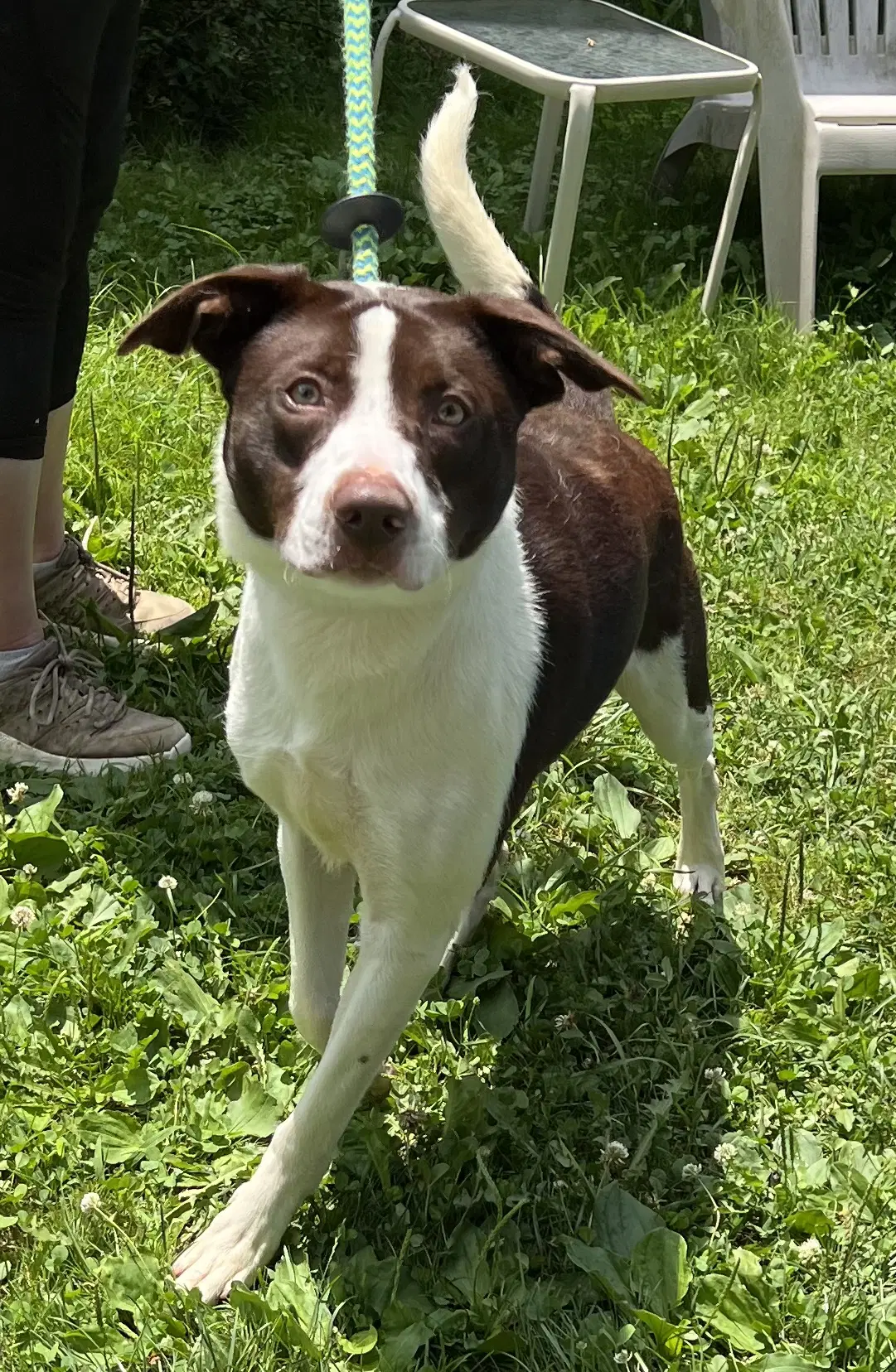Zephyr image 4