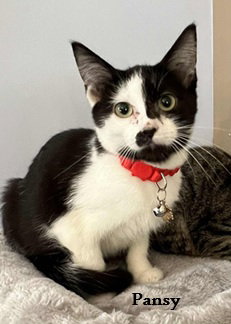 Pansy: Bonded with Pippa
