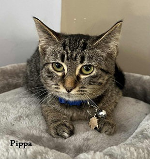 Pippa: Bonded with Pansy Image