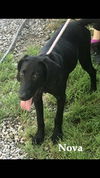 adoptable Dog in  named Nova