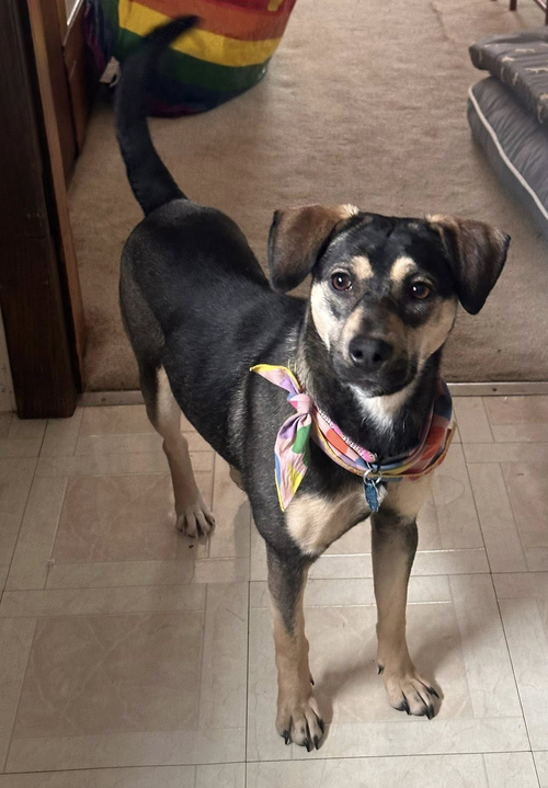 picture of the dog needing adoption