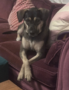 Punky: Available in Foster Care