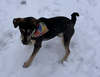Punky: Available in Foster Care