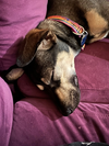Punky: Available in Foster Care
