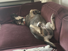 Punky: Available in Foster Care