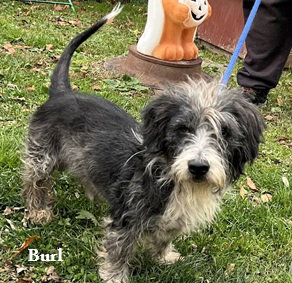 Burl