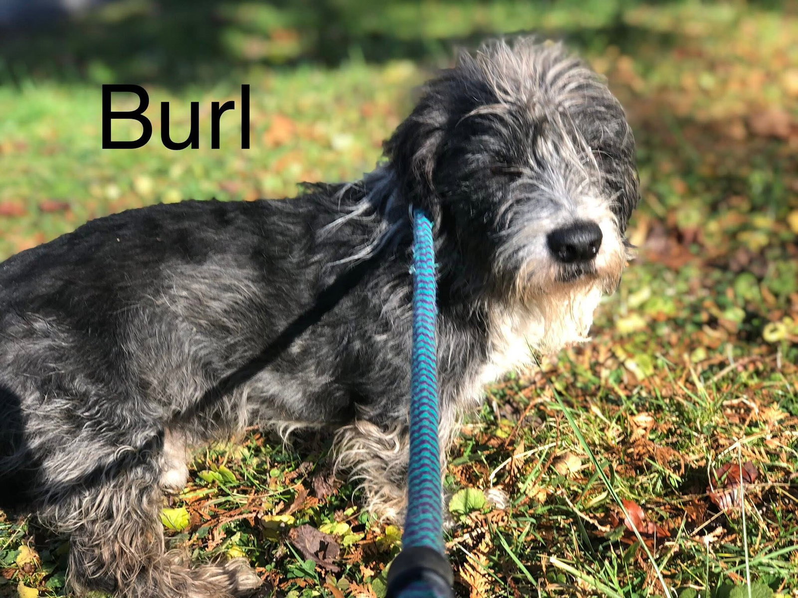 Burl Image