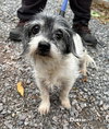 Dottie