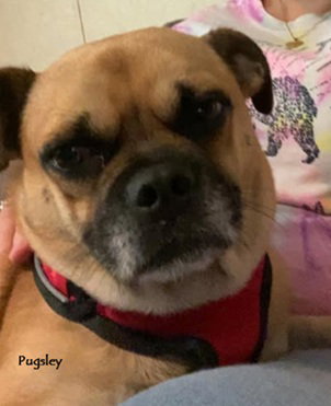 Pugsley