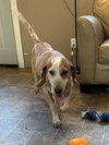 Norris - Photo 3
