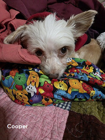 Cooper