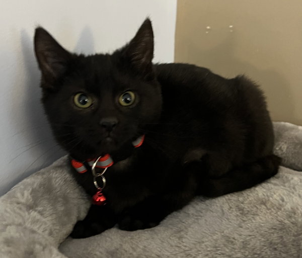 Blackie