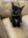 Tabby