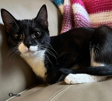 Oreo