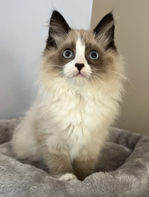 Cloud