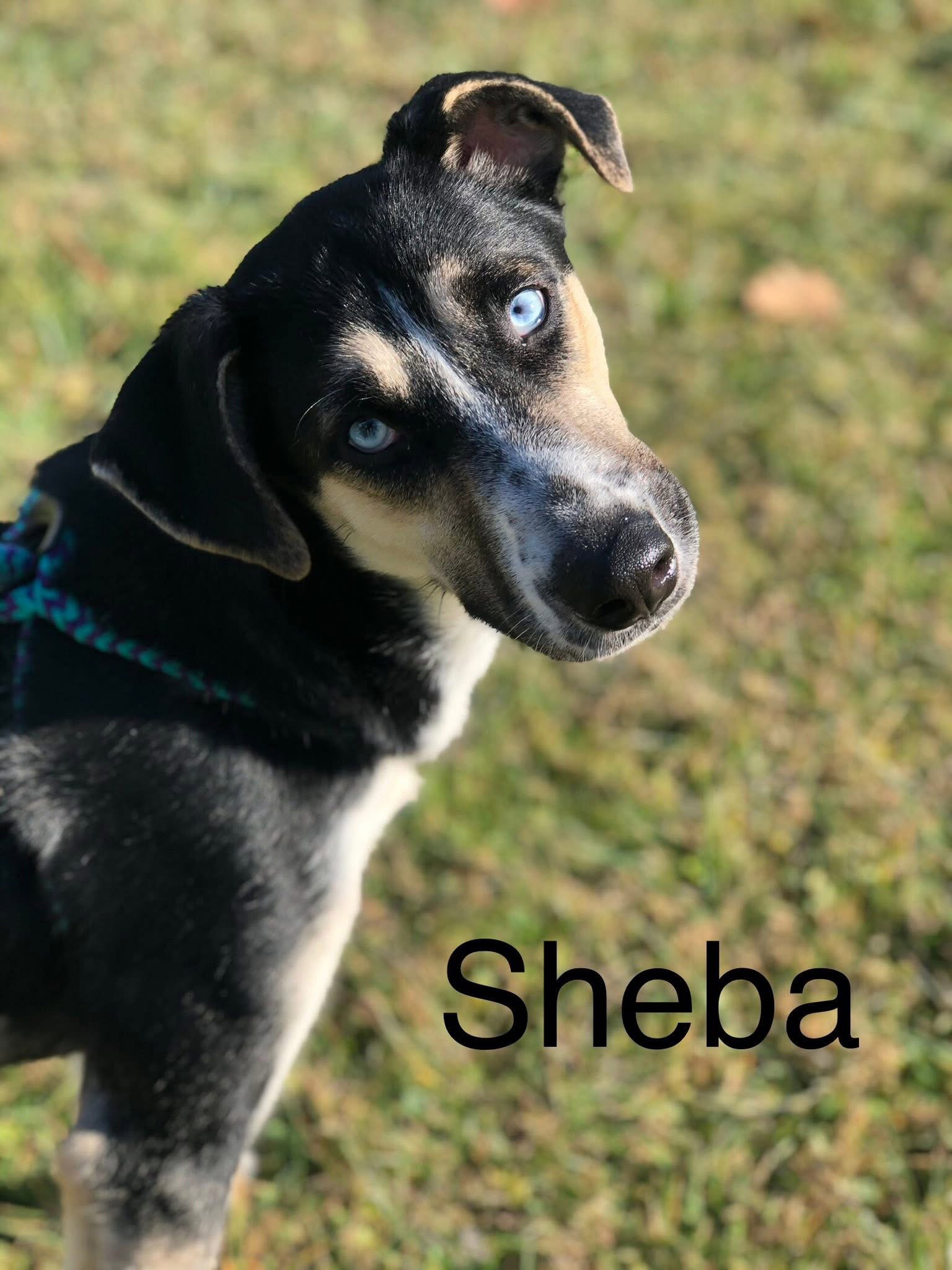 Sheba Image