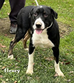Henry