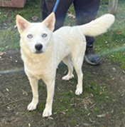 Lucy Image