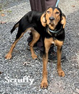 Scruffy Image