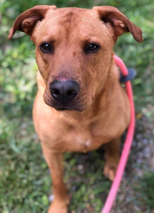 Ozzy, an adoptable Retriever in Elkins, WV