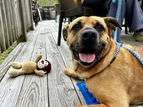 BUSTER - Shar Pei available for adoption