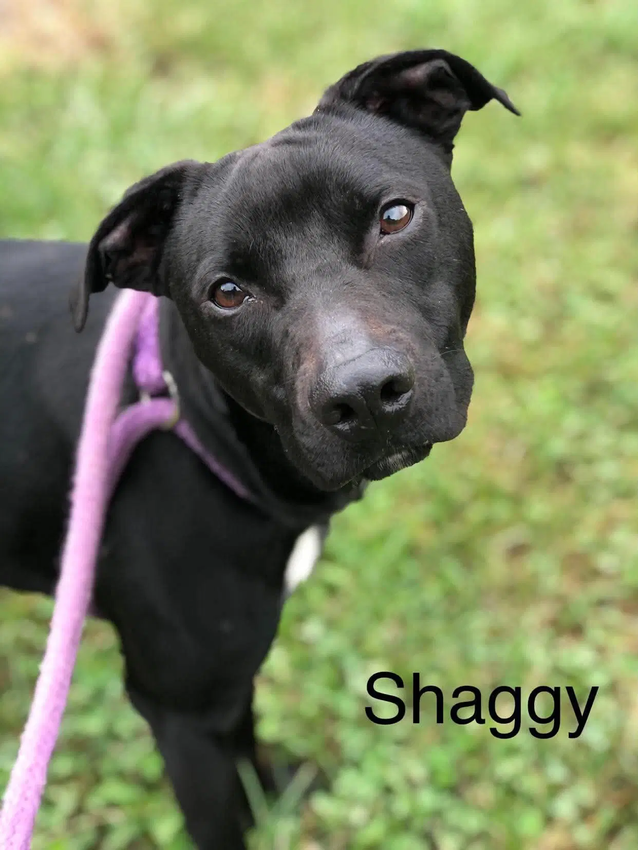 Shaggy image 2