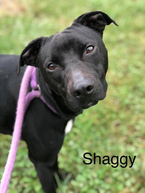 Shaggy, a dog for adoption from Randolph County Humane Society