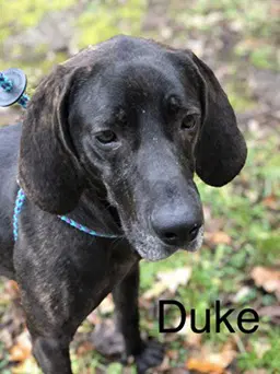 Duke image 3