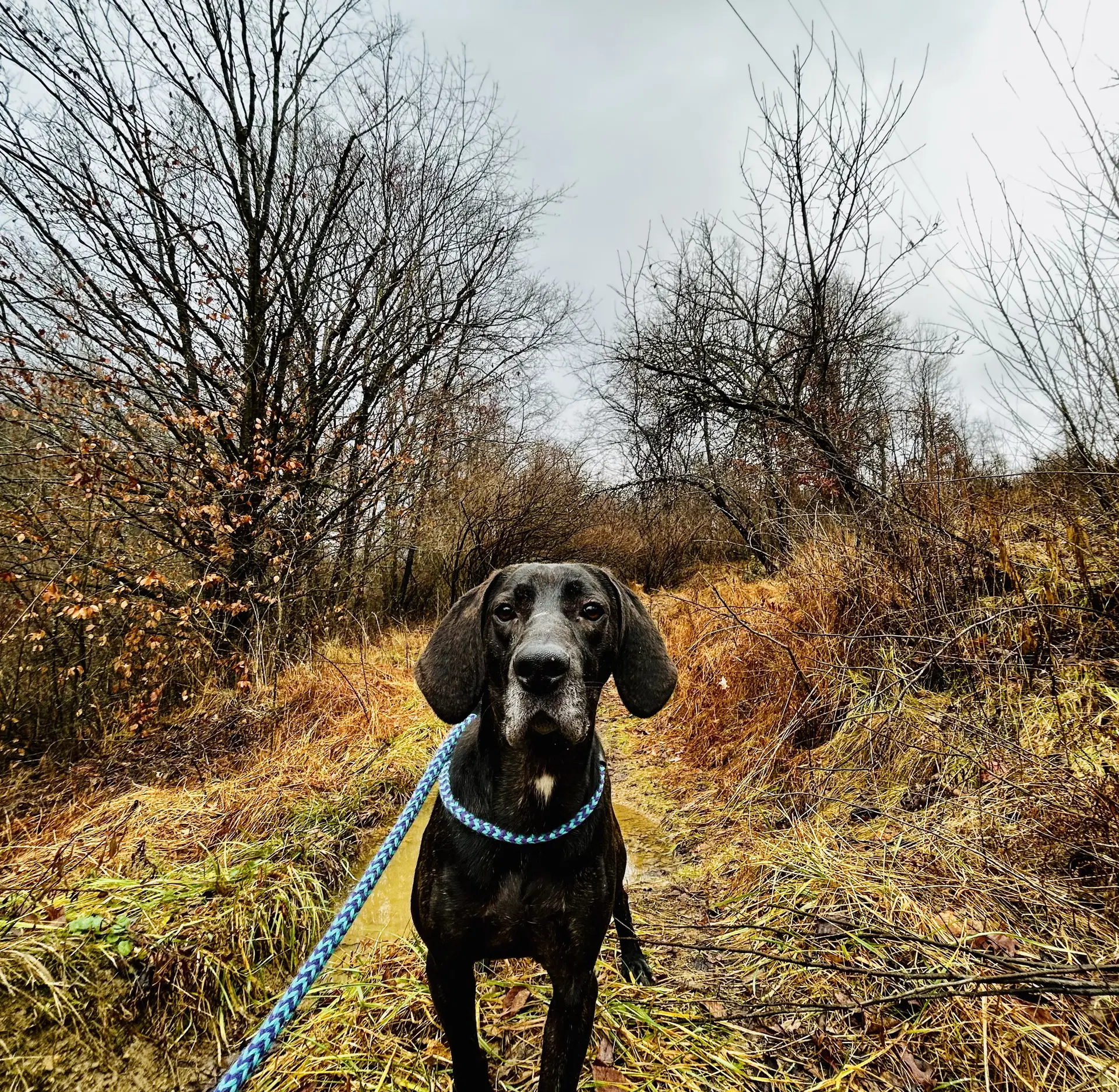 Duke - Plott Hound