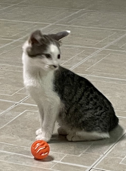 Jamal