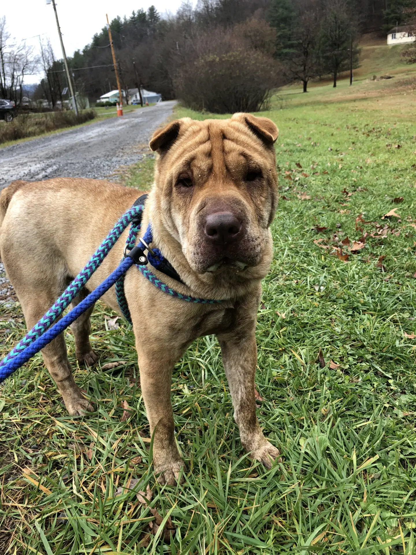 Aza - Shar Pei