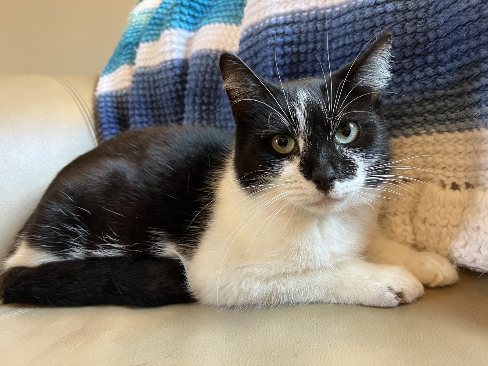 Cleo Image
