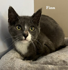 Finn