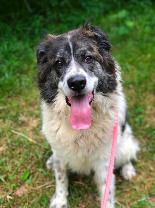 Kodiak, an adoptable Great Pyrenees in Elkins, WV