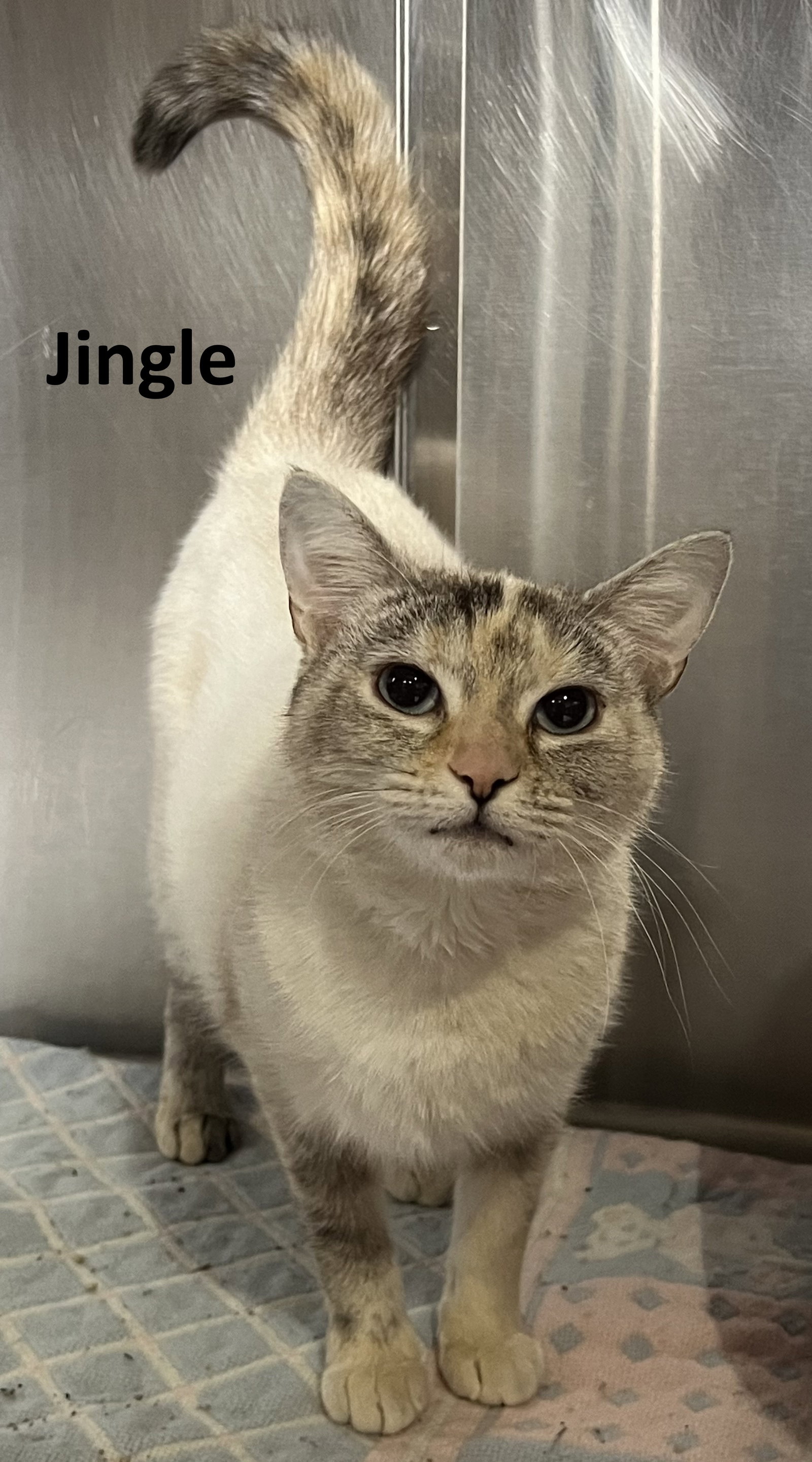 Jingle Image