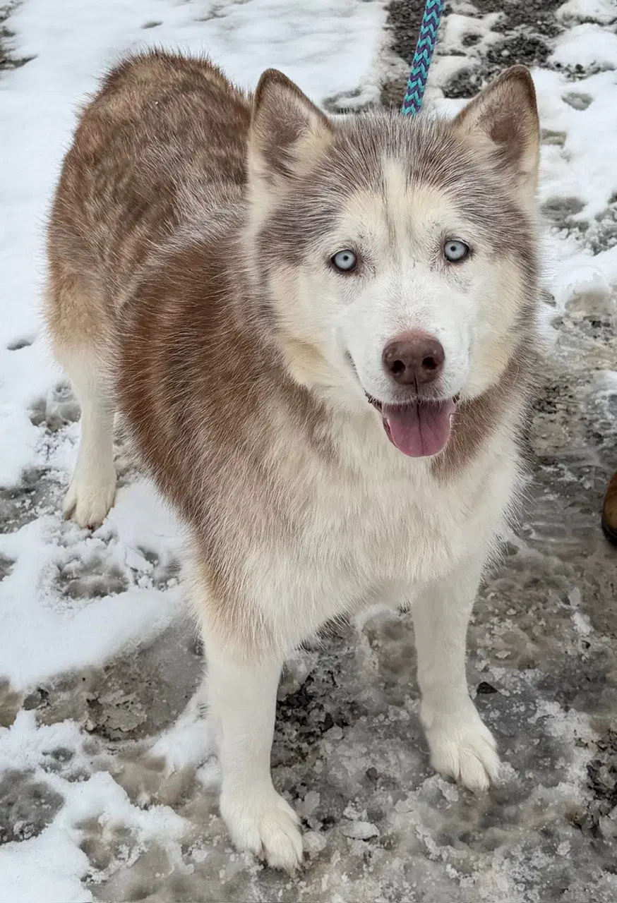Lucy Bonded With Kira - Husky