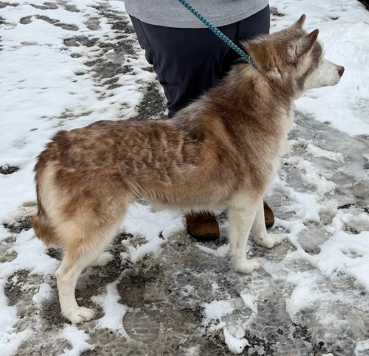 Lucy Bonded With Kira image 2